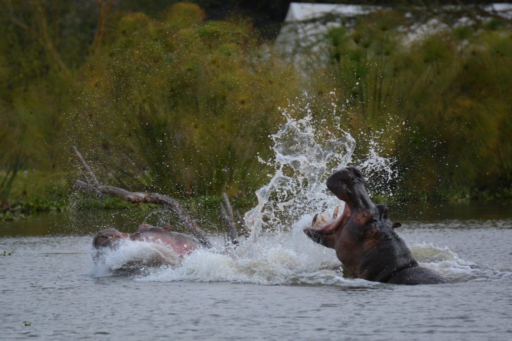 lake naivasha hippo