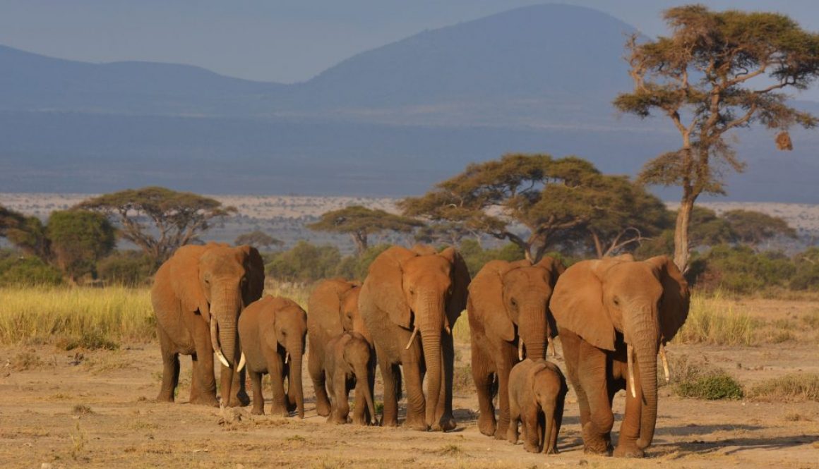 Masai mara Safari Amboseli Elephants