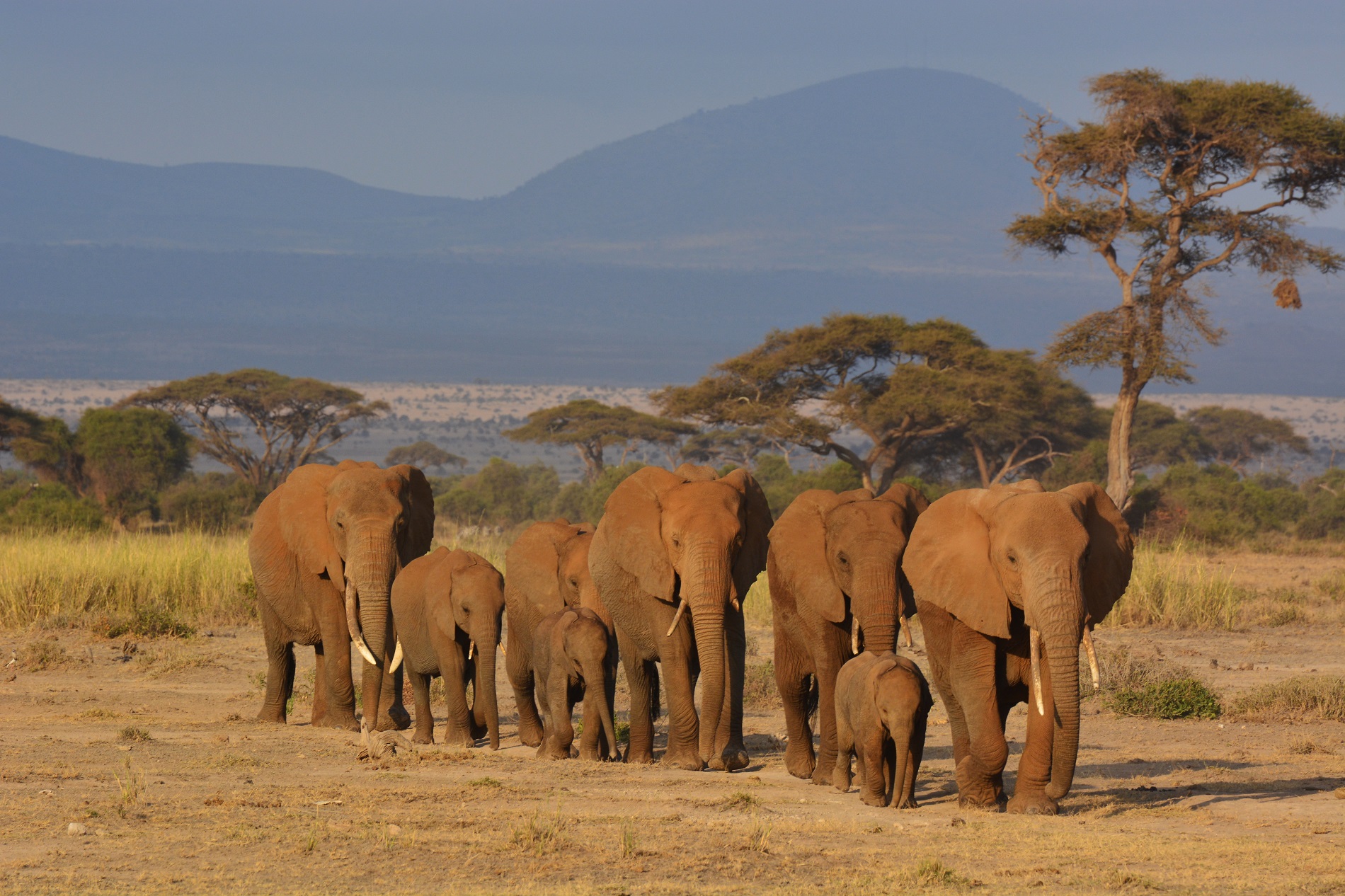 herd of elephants in Amboseli