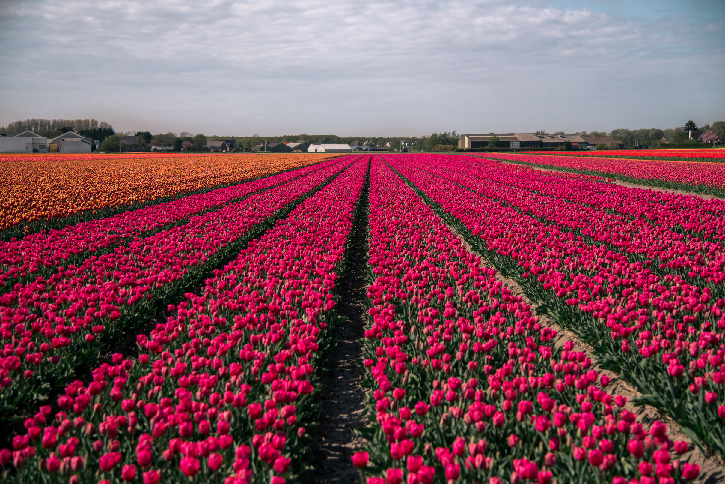 tulip field Lisse 