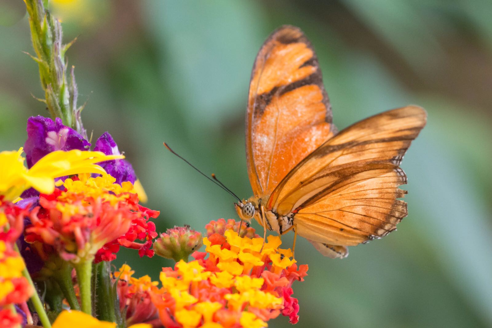 butterfly garden Monteverde Costa Rica