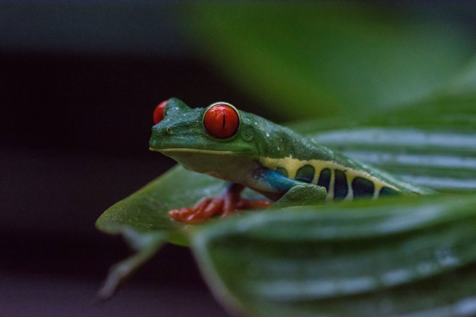 red eyed tree frog Costa Rica 