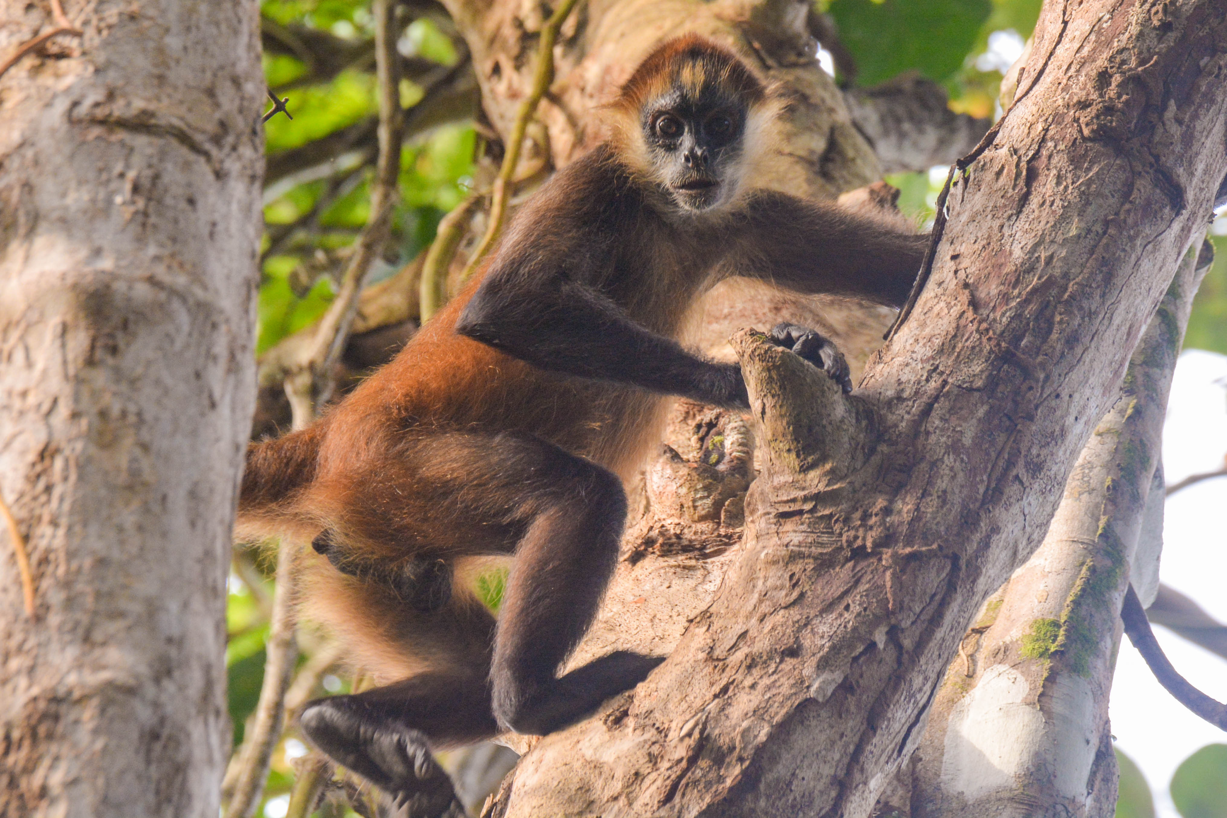 monkey Tortuguero national park