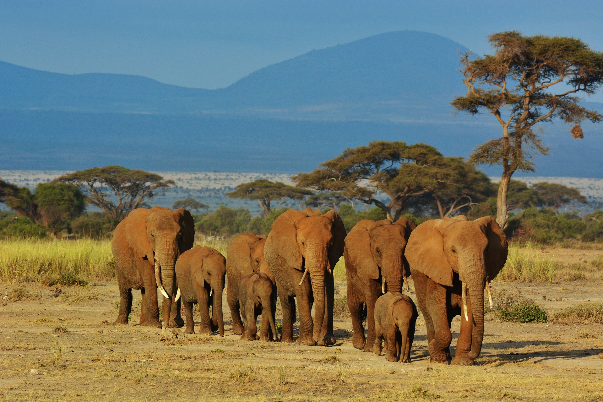 elephants Amboseli national park