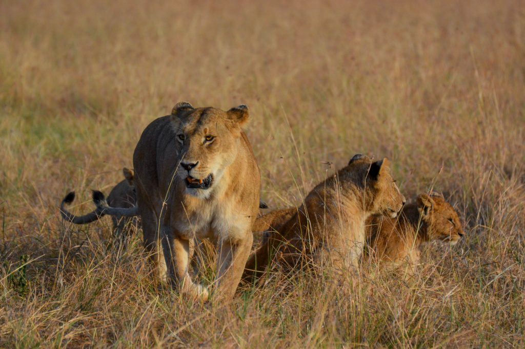lions Serengeti national park
