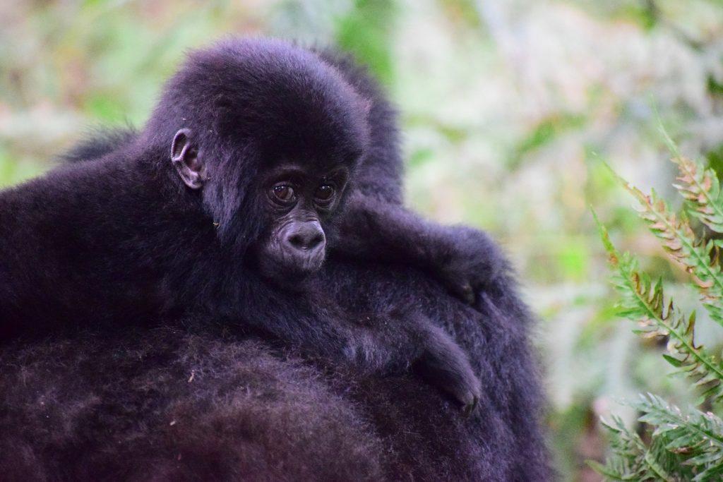 mountain gorilla Uganda 