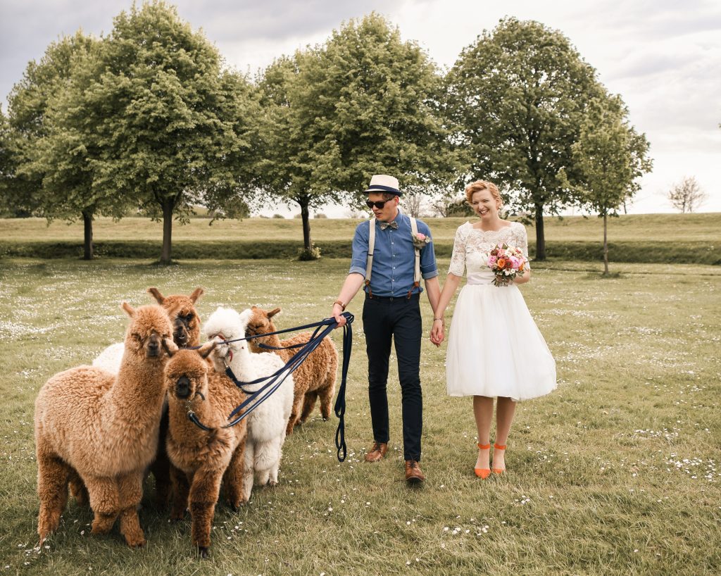 alpaca bruiloft fotograaf